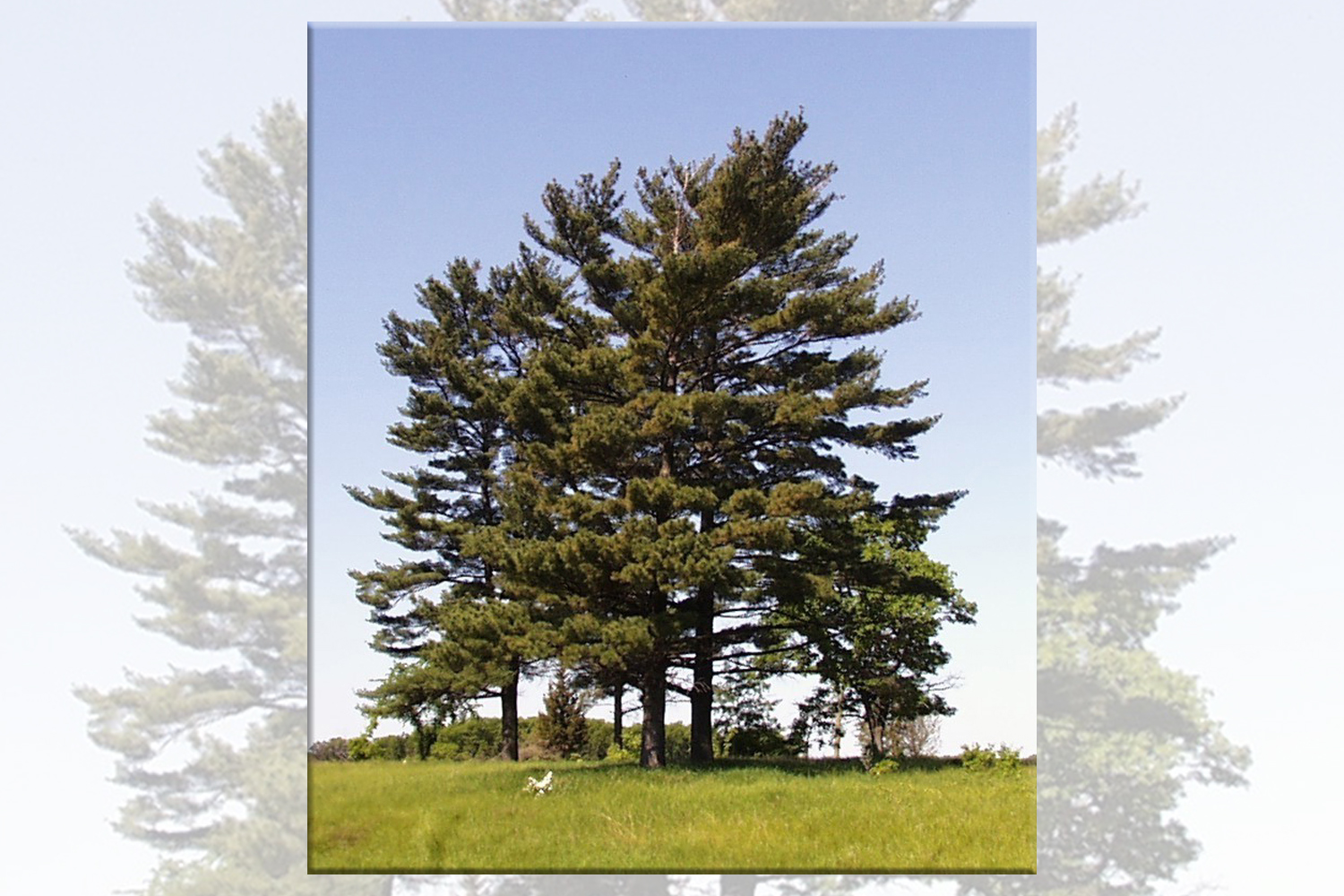 Eastern White Pine Tree Plantings Suffolk Hydroseeding.com